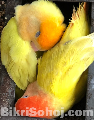 Cockatiel & lovebird running pair